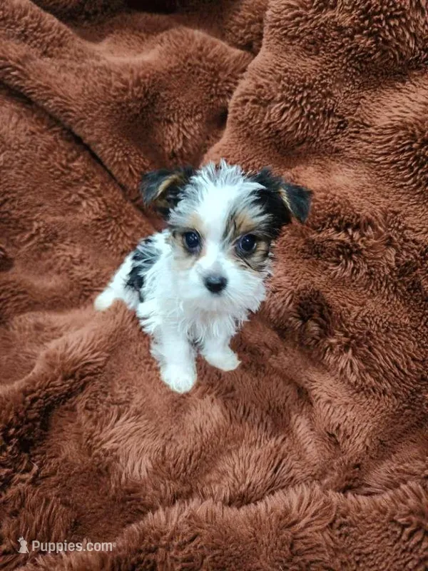 Sweet toy morkie boy, a male Yorkshire Terrier for sale in Ocala, FL – Photo 1 of 6