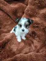 Sweet toy morkie boy, a male Yorkshire Terrier for sale in Ocala, FL – Photo 1 of 6