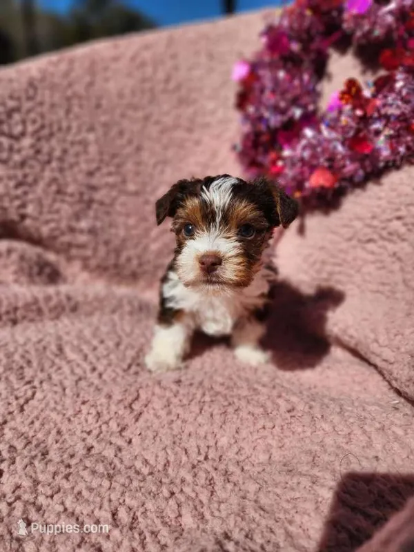 Sweet teacup boy yorkie