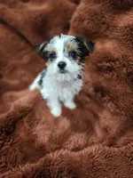 Sweet toy morkie boy, a male Yorkshire Terrier for sale in Ocala, FL – Photo 2 of 6