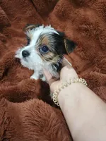 Sweet toy morkie boy, a male Yorkshire Terrier for sale in Ocala, FL – Photo 4 of 6