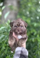 Bella-teacup morkie Girl ready today! ❤️🐾, a female Yorkshire Terrier and Morkie for sale in Ocala, FL – 7 of 10