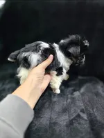 Cooper , a male Yorkshire Terrier and Morkie for sale in Ocala, FL – 5 of 9