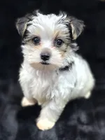 Max , a male Yorkshire Terrier and Morkie for sale in Ocala, FL – 3 of 9