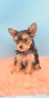 TEACUP-FULL AKC-Health Tested, a male Yorkshire Terrier for sale in Ocala, FL – 7 of 8