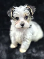 Max , a male Yorkshire Terrier and Morkie for sale in Ocala, FL – 8 of 9