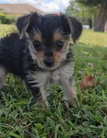 Claire Bear, a female Yorkshire Terrier for sale in Ocala, FL – 3 of 6