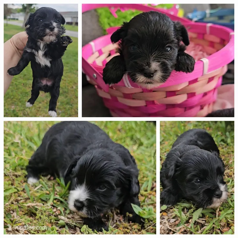 Teddy bear babies, a female Cockapoo and Yorkshire Terrier for sale in Ocala, FL – Photo 1 of 2