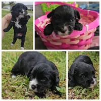 Teddy bear babies, a female Cockapoo and Yorkshire Terrier for sale in Ocala, FL – Photo 1 of 2
