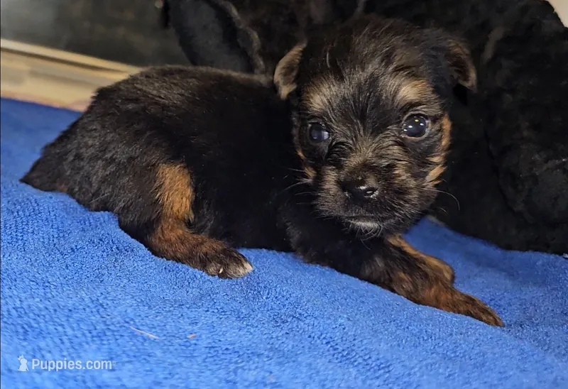 Charlie – Yorkshire Terrier puppy for sale in Ocala, FL