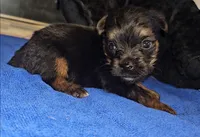 Charlie, a male Yorkshire Terrier for sale in Ocala, FL – 1 of 5