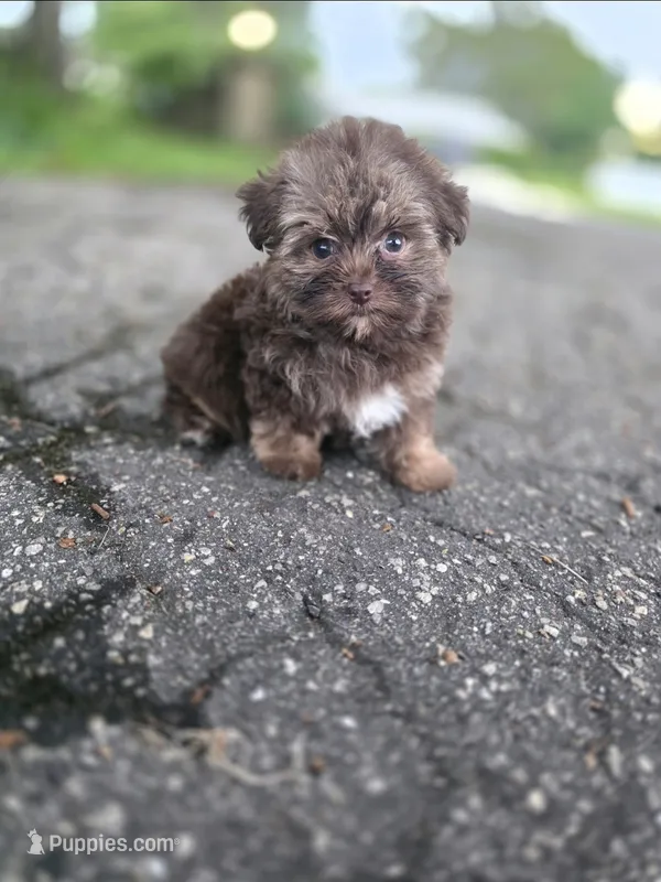 Bella-teacup morkie Girl ready today! ❤️🐾 – Yorkshire Terrier, Morkie puppy for sale in Ocala, FL