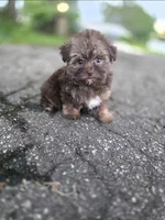 Bella-teacup morkie Girl ready today! ❤️🐾, a female Yorkshire Terrier and Morkie for sale in Ocala, FL – 1 of 10