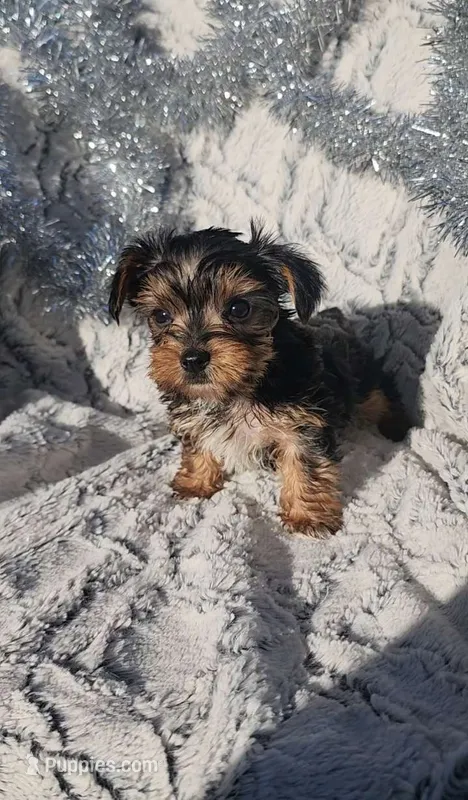 Boo Bear-Yorkie