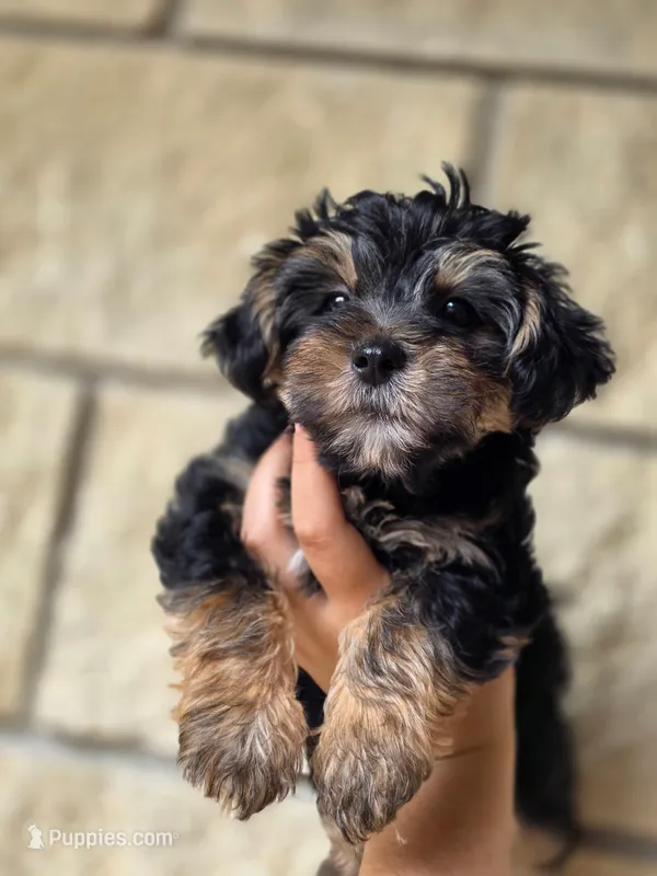 Boo Bear – Maltese, Yorkshire Terrier puppy for sale in Ocala, FL