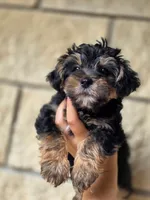 Boo Bear, a male Maltese and Yorkshire Terrier for sale in Ocala, FL – 1 of 10