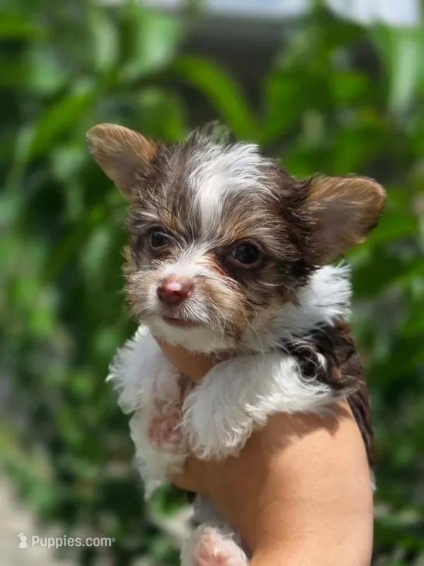 Clye – Yorkshire Terrier puppy for sale in Ocala, FL