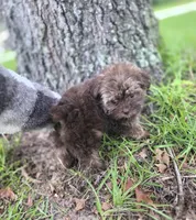 Bella-teacup morkie Girl ready today! ❤️🐾, a female Yorkshire Terrier and Morkie for sale in Ocala, FL – 9 of 10