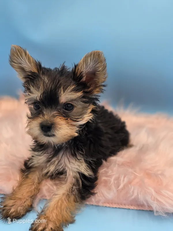 Tigger 🐯🐅 Teacup Yorkie - AKC - Health cleared  – Yorkshire Terrier puppy for sale in Ocala, FL