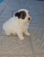 Panda-teacup, a male Yorkshire Terrier and Morkie for sale in Ocala, FL – 2 of 4