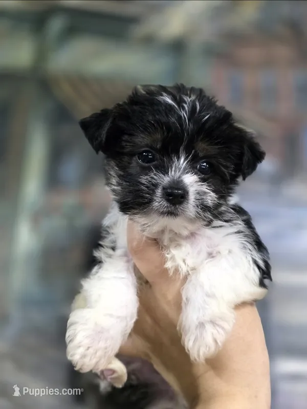 Cooper  – Yorkshire Terrier, Morkie puppy for sale in Ocala, FL