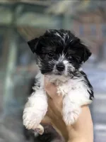Cooper , a male Yorkshire Terrier and Morkie for sale in Ocala, FL – 1 of 9
