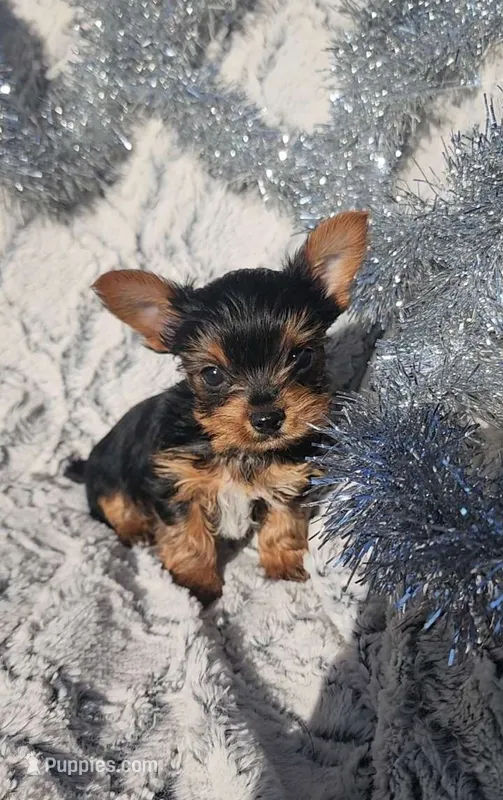 Yoda-TOY SIZE- Yorkie