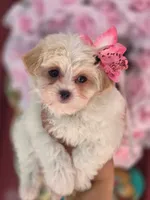 Winston, a male Maltese and Yorkshire Terrier for sale in Ocala, FL – 5 of 10