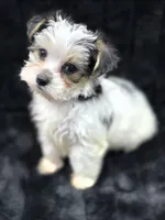Max , a male Yorkshire Terrier and Morkie for sale in Ocala, FL – 2 of 9