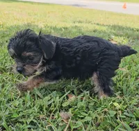 Chewy, a male Yorkshire Terrier for sale in Ocala, FL – 3 of 5