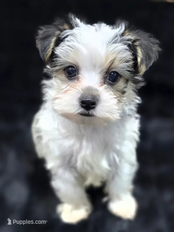 Max  – Yorkshire Terrier, Morkie puppy for sale in Ocala, FL