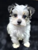 Max , a male Yorkshire Terrier and Morkie for sale in Ocala, FL – 1 of 9