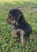 Chewy, a male Yorkshire Terrier for sale in Ocala, FL – 5 of 5