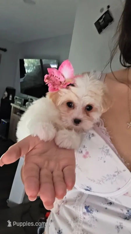 Winston – Maltese, Yorkshire Terrier puppy for sale in Ocala, FL