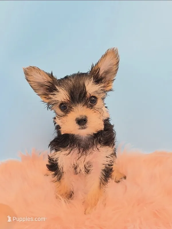 Tigger 🐯🐅 Teacup Yorkie - AKC - Health cleared  – Yorkshire Terrier puppy for sale in Ocala, FL