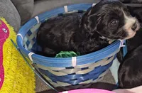 Teddy bear babies, a male Cockapoo and Yorkshire Terrier for sale in Ocala, FL – Photo 4 of 7