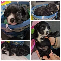 Teddy bear babies, a male Cockapoo and Yorkshire Terrier for sale in Ocala, FL – Photo 5 of 7