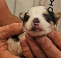 Panda, a male Yorkshire Terrier and Morkie for sale in Ocala, FL – 7 of 7