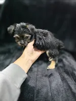 Teddy 🧸 , a male Yorkshire Terrier and Morkie for sale in Ocala, FL – 4 of 8