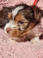 Parti-Toy chocolate parti Girl Yorkie, a female Yorkshire Terrier for sale in Ocala, FL – Photo 3 of 5