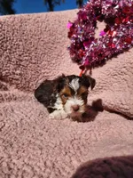 Parti-Toy chocolate parti Girl Yorkie, a female Yorkshire Terrier for sale in Ocala, FL – Photo 4 of 5