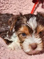 Parti-Toy chocolate parti Girl Yorkie, a female Yorkshire Terrier for sale in Ocala, FL – Photo 2 of 5