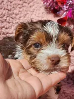 Parti-Toy chocolate parti Girl Yorkie, a female Yorkshire Terrier for sale in Ocala, FL – Photo 1 of 5