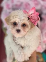 Winston, a male Maltese and Yorkshire Terrier for sale in Ocala, FL – 4 of 10