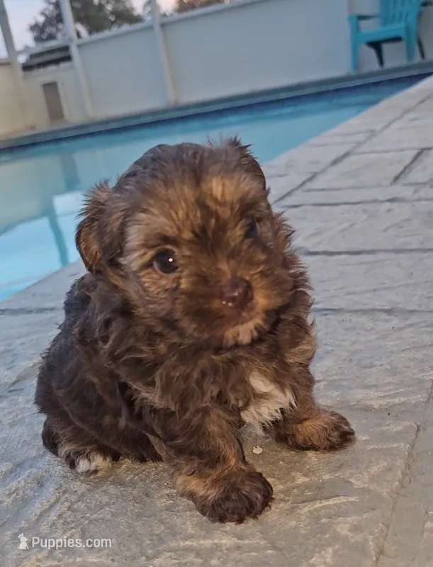 Lucy – Yorkshire Terrier, Morkie puppy for sale in Ocala, FL