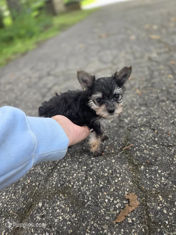 Ziggy 🐽 Teacup Yorkies- AKC - Health cleared  – Yorkshire Terrier puppy for sale in Ocala, FL