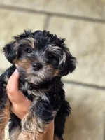 Boo Bear, a male Maltese and Yorkshire Terrier for sale in Ocala, FL – 9 of 10
