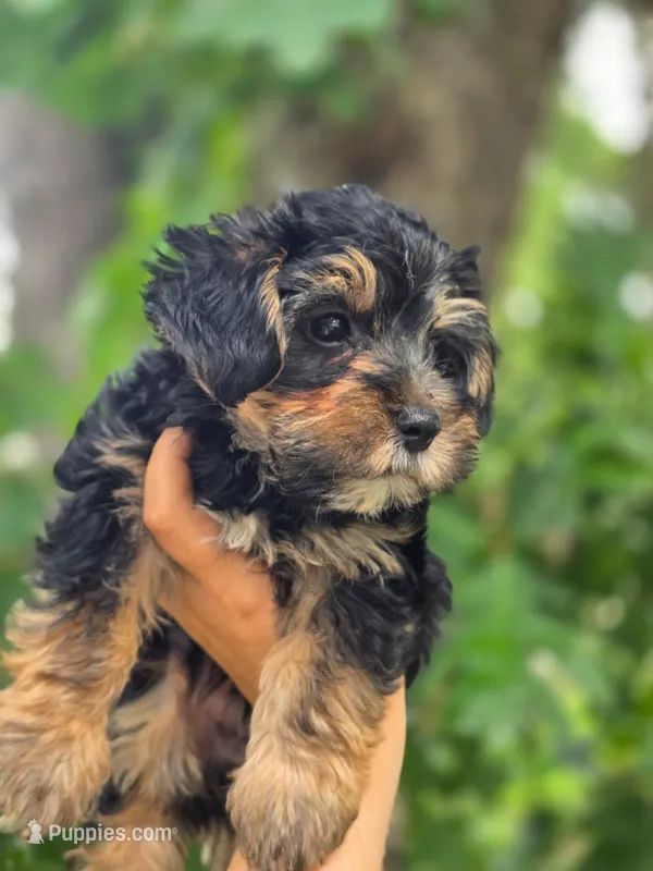 Boo Bear – Maltese, Yorkshire Terrier puppy for sale in Ocala, FL