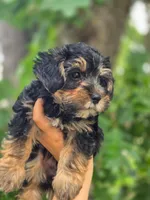 Boo Bear, a male Maltese and Yorkshire Terrier for sale in Ocala, FL – 6 of 10