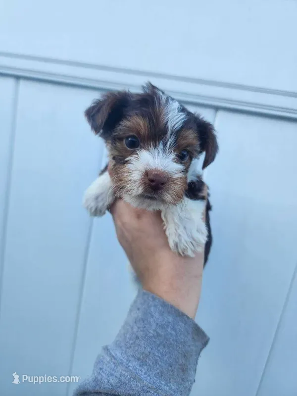 Parti-Yorkie-Toy/Traditional Size